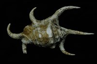 藏品(水字螺)的圖片